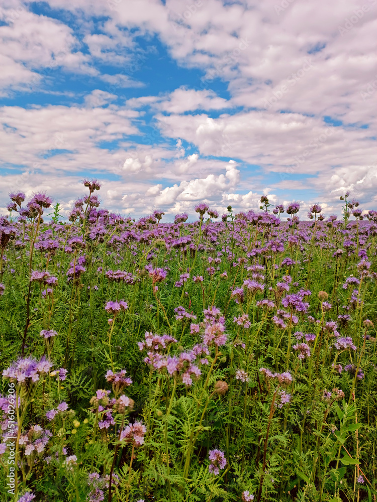 Phacelia flowers blossom. Blooming agriculture summer field. Nature rural sunny scene, Europe. Honey production