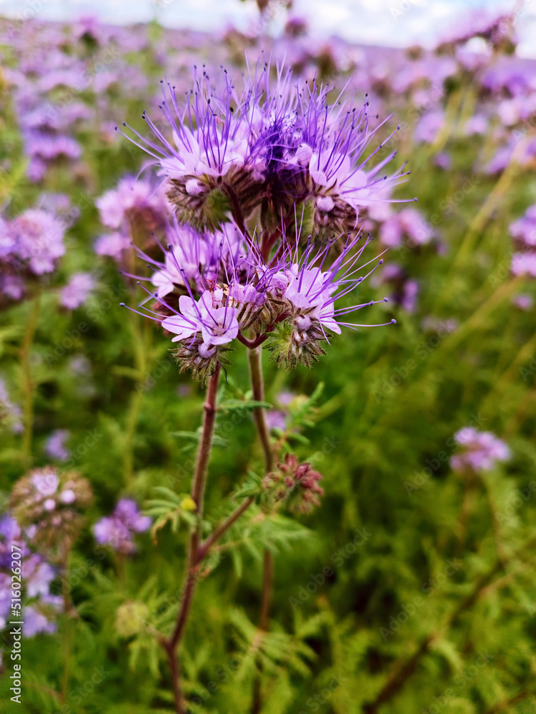 Phacelia flowers blossom. Blooming agriculture summer field. Nature rural sunny scene, Europe. Honey production