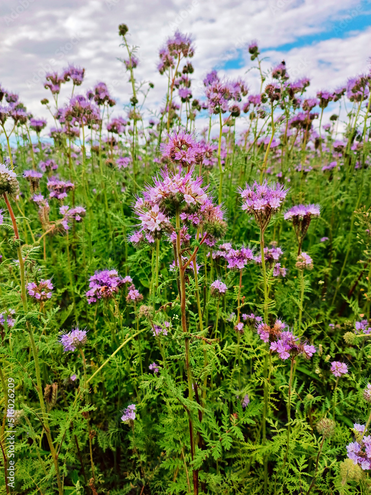 Phacelia flowers blossom. Blooming agriculture summer field. Nature rural sunny scene, Europe. Honey production