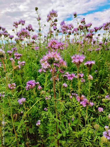 Obraz na płótnie Phacelia flowers blossom. Blooming agriculture summer field. Nature rural sunny scene, Europe. Honey production w salonie