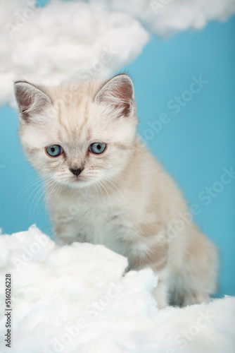 Small Scottish kitten with raised ears and sad eyes looks down.