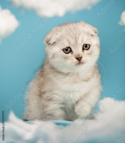 Portrait of a kitten who explores everything and walks between white clouds on a blue background.