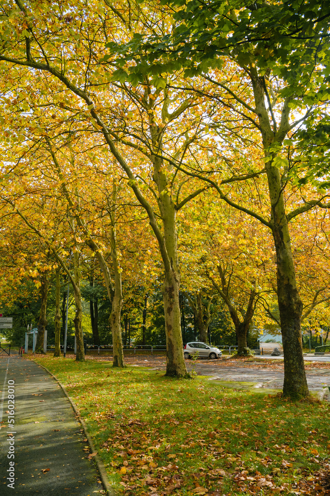 Fototapeta premium Lille in Autumn