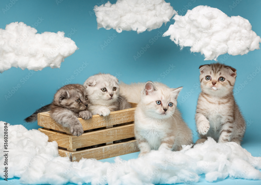 Little Scottish kittens sit in a wooden box and next to it on a blue background.