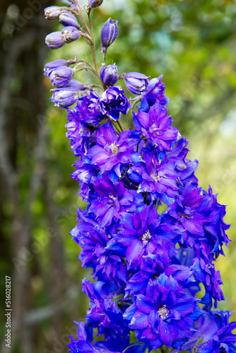 Delphinium purple terry.
It is a bright, tall, stately handsome, powerful perennial plant from 0.2 to 3 m tall. The flowers of the plant are large, dense, on powerful tall stems. photo