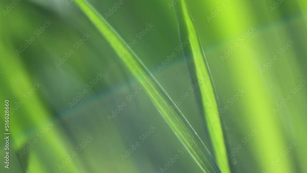 Green color grass i the garden Green color grass i the garden