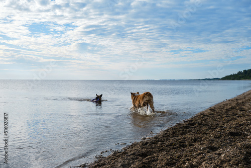 Active games with dogs on beach. German Shepherd swimming in lake with toy in teeth. Aussie puppy of chocolate color runs towards and splashes of water fly in different directions.