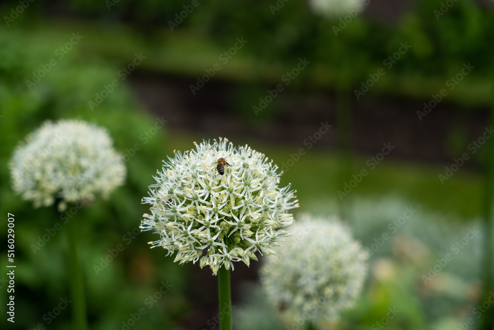 Fleur boule blanche avec abeille Fleur boule blanche avec abeille