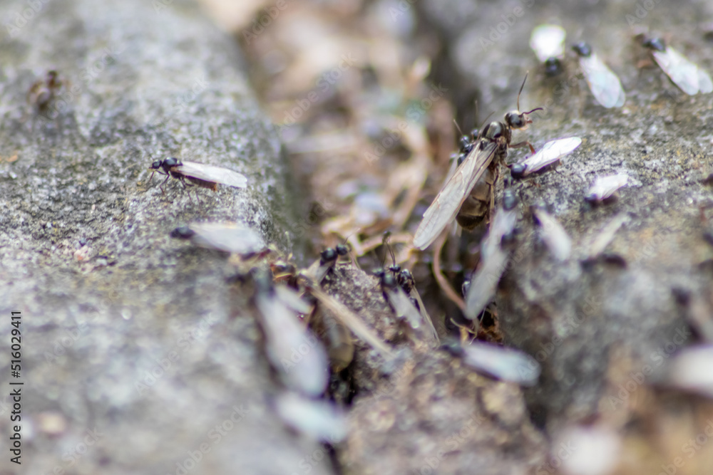 Ant wedding flight with flying ants like new ant queens and male ant with spreaded wings mating as beneficial insect for reproduction in macro low angle view formicary nest colony new insect society