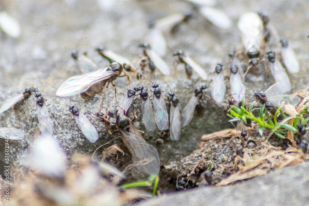 Ant wedding flight with flying ants like new ant queens and male ant