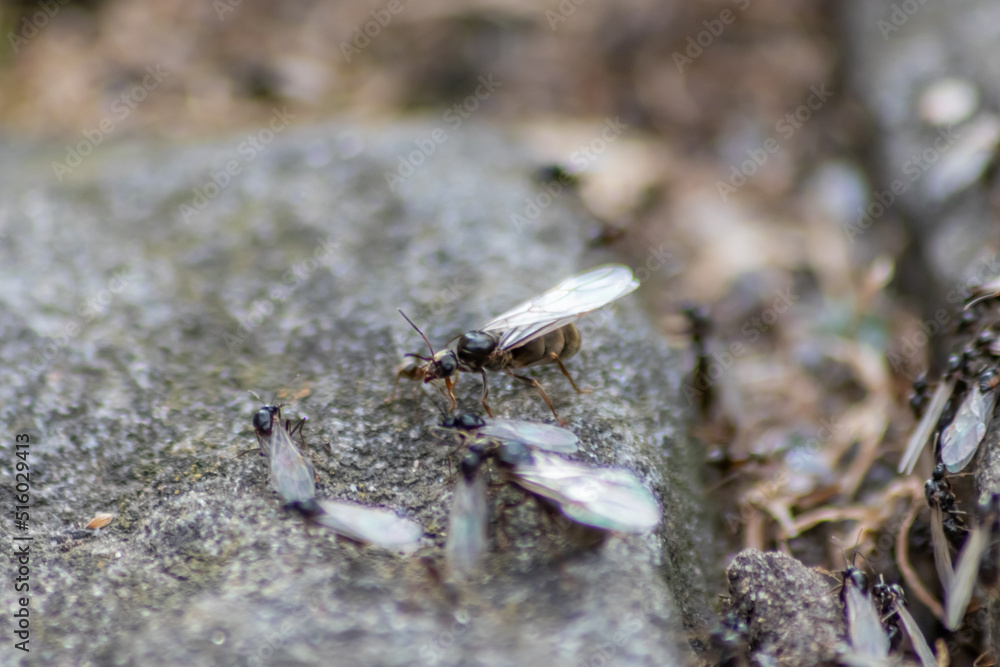 Ant wedding flight with flying ants like new ant queens and male ant with spreaded wings mating as beneficial insect for reproduction in macro low angle view formicary nest colony new insect society