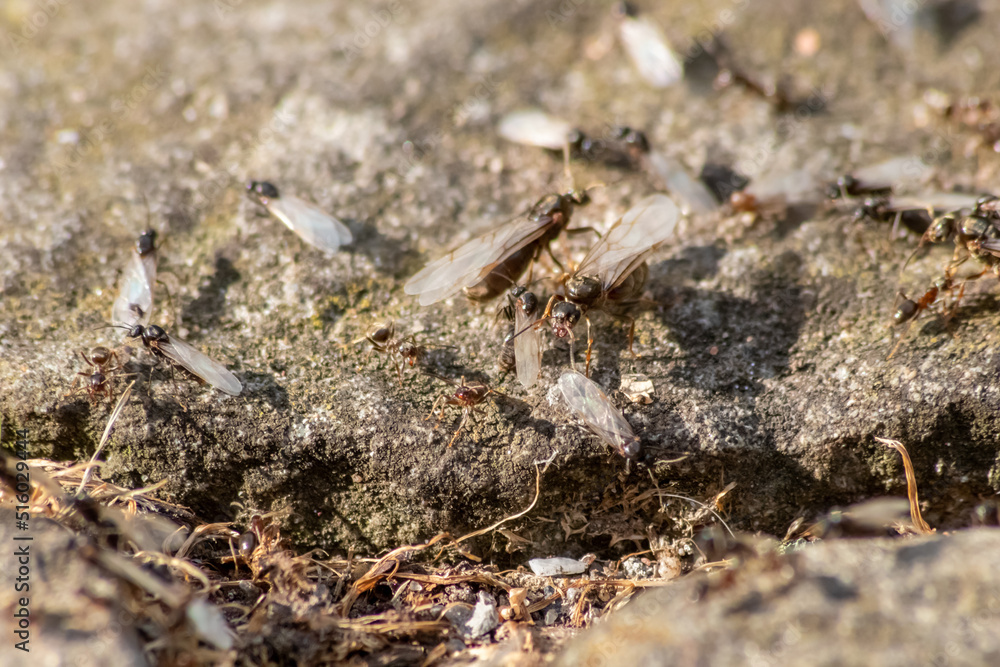 Ant wedding flight with flying ants like new ant queens and male ant with spreaded wings mating as beneficial insect for reproduction in macro low angle view formicary nest colony new insect society Ant wedding flight with flying ants like new ant queens and male ant with spreaded wings mating as beneficial insect for reproduction in macro low angle view formicary nest colony new insect society