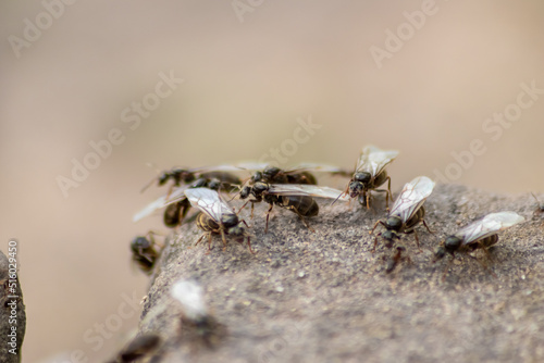 Ant wedding flight with flying ants like new ant queens and male ant with spreaded wings mating as beneficial insect for reproduction in macro low angle view formicary nest colony new insect society © sunakri