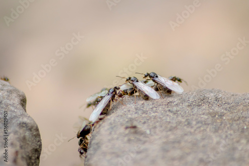 Ant wedding flight with flying ants like new ant queens and male ant with spreaded wings mating as beneficial insect for reproduction in macro low angle view formicary nest colony new insect society