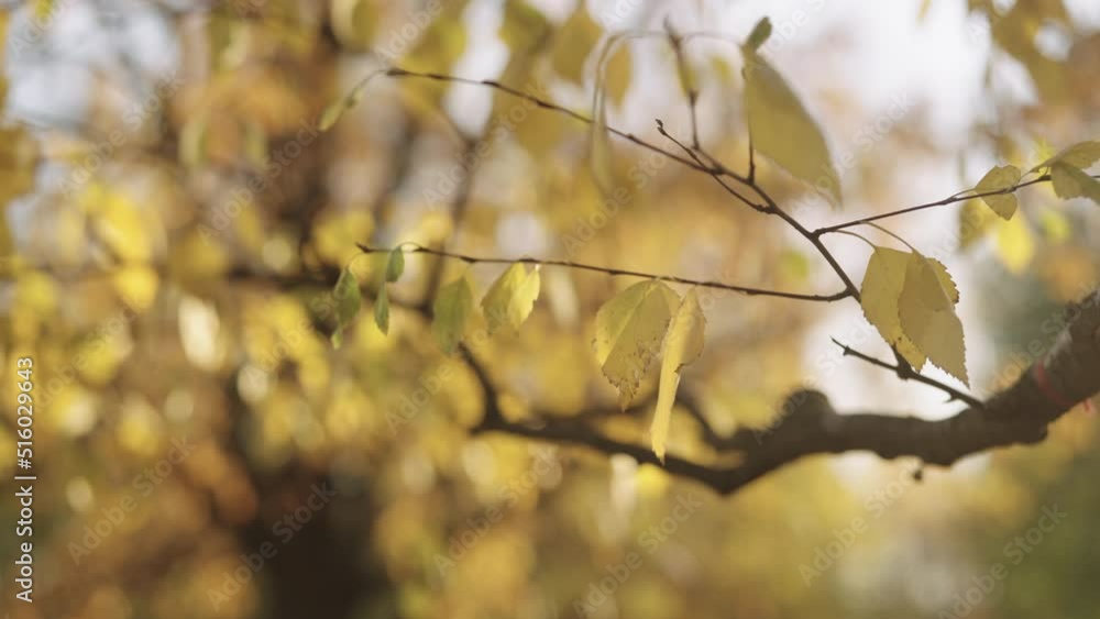 Slow motion closeup shot of birch leaves on a tree in october Slow motion closeup shot of birch leaves on a tree in october