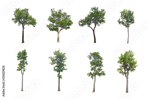 eight trees on a white background clipping paths.