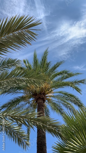 Palmen auf Mallorca