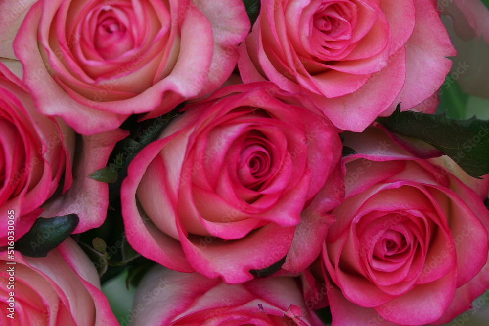 flower summer spring flower summer spring