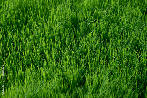 Fresh vivid new spring green grass illuminated by bright sunlight.