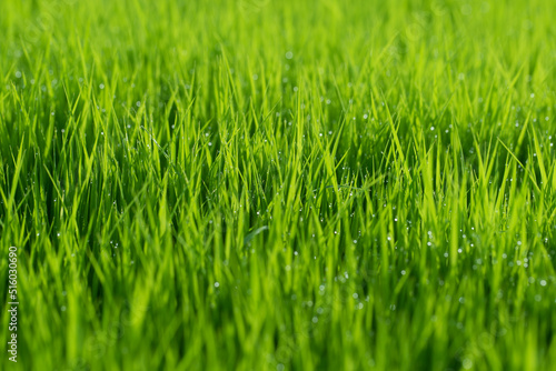 Fresh vivid new spring green grass with dew drops illuminated by bright sunlight.