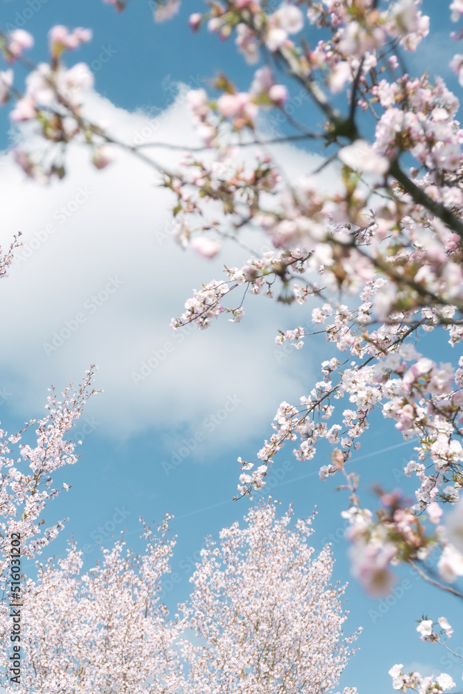 That life flower spring blossom That life flower spring blossom