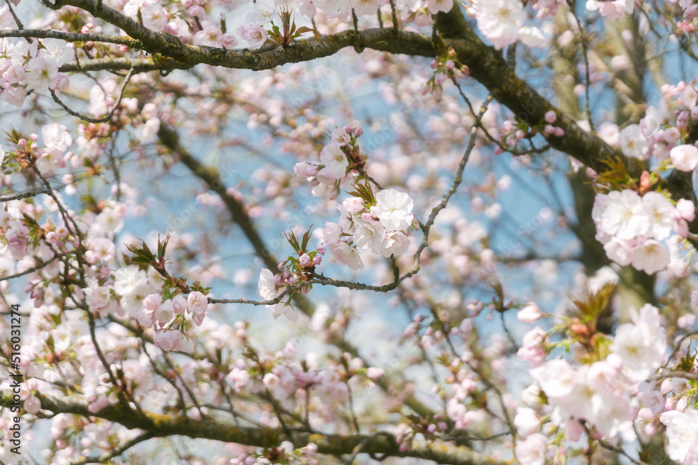 That life flower spring blossom That life flower spring blossom