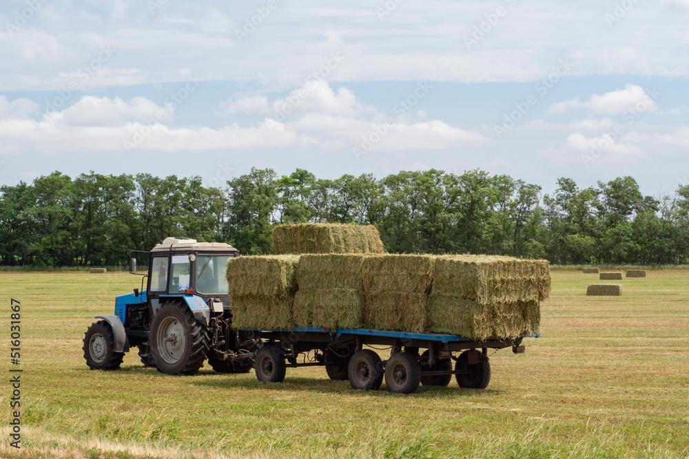 Fototapeta premium A tractor carries bales of hay on a trailer through a harvested hayfield. Transportation of hay bales. Tractor removes bales of hay from the field after harvesting. Cleaning Harvesting of animal feed