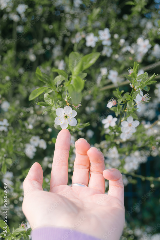 That life flower spring blossom