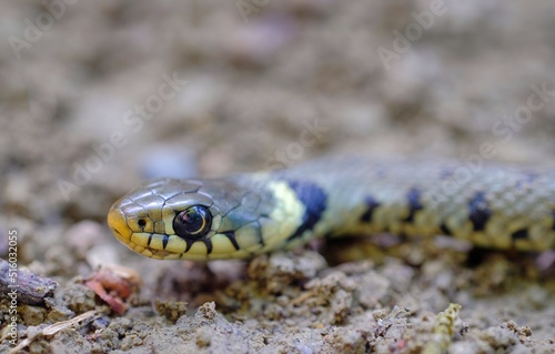 natrix collared snake