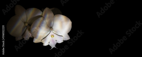 White orchid floral background, copy space, selective focus, Black background, orchid on black background