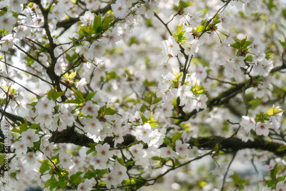 That life flower spring blossom