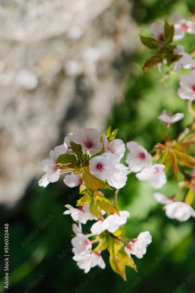 That life flower spring blossom