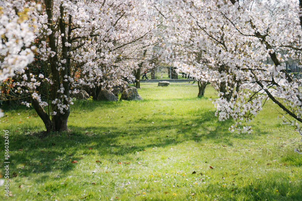 Fototapeta premium That life flower spring blossom