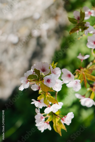 That life flower spring blossom