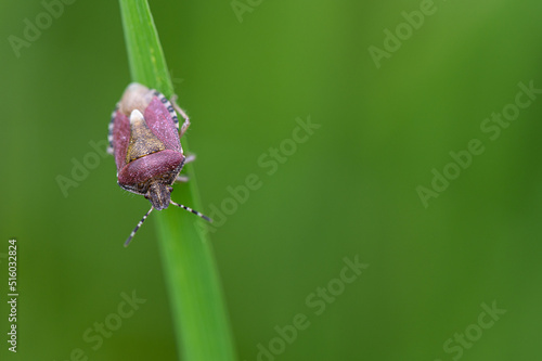 Dolycoris baccarum - Sloe bug - Punaise des baies