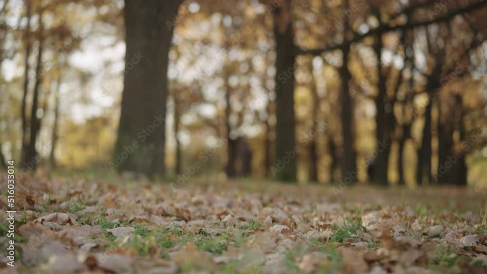 Slow motion background of autumn park with fallen leaves Slow motion background of autumn park with fallen leaves