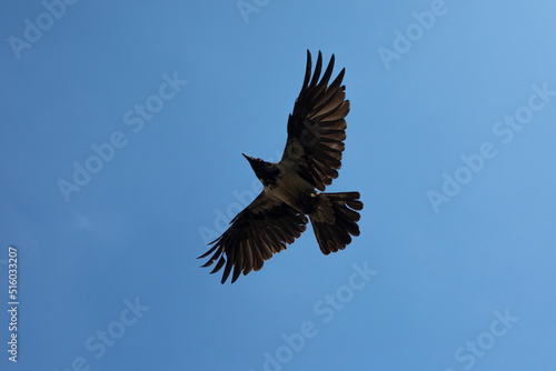 Wings of raven. Flight of black bird. Black raven against sky.