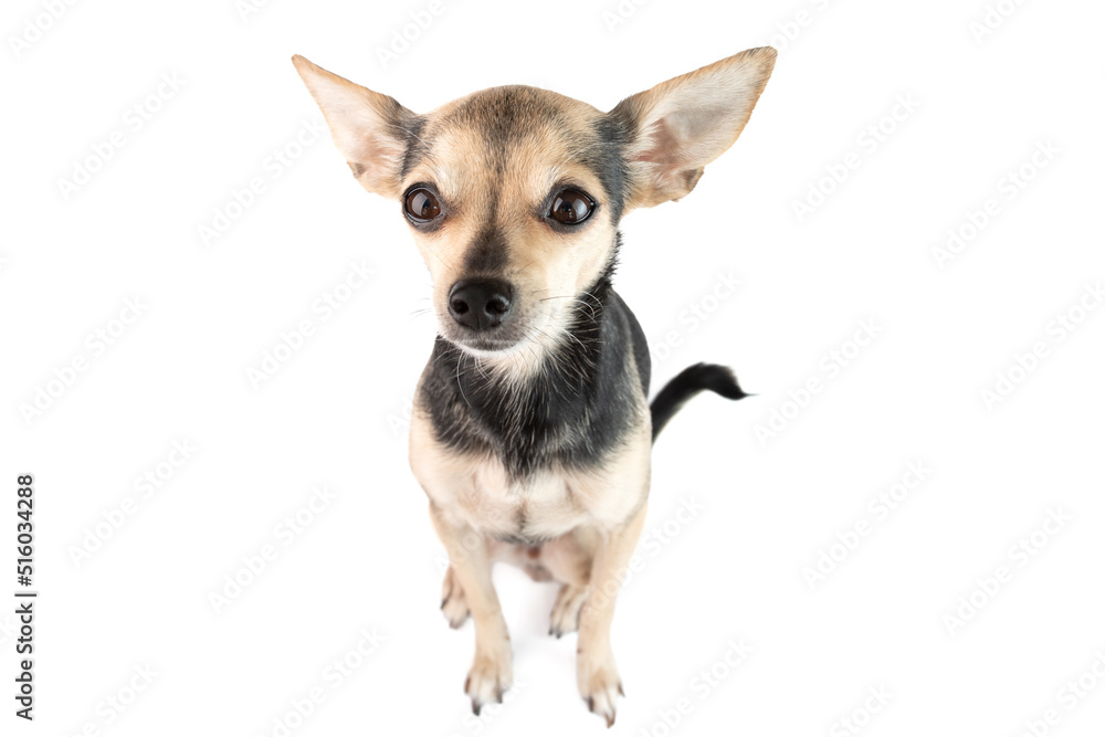 little cute toy terrier dog isolated on white background