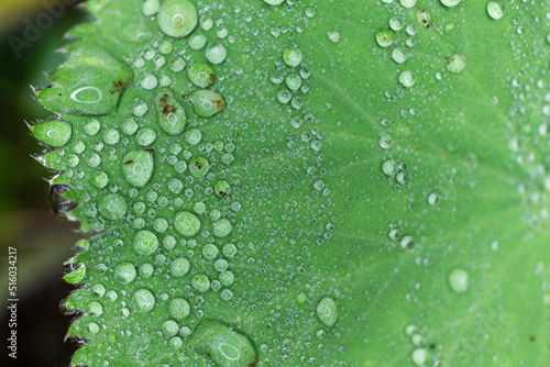 Close-up of a Lady's Mantle Leaf or Alchemilla with water drops