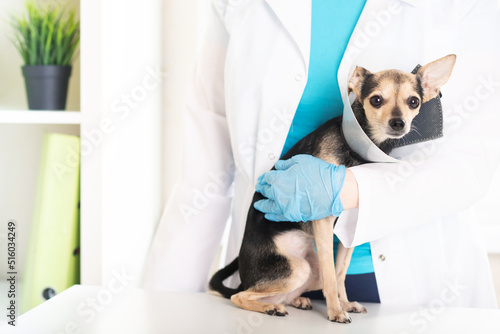veterinary cone, dog collar, pet after surgery on the table at the veterinarian, protection against injury for the animal