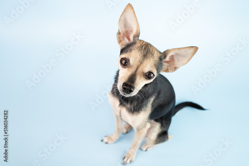 small funny dog with big ears, pet toy terrier on a blue background with copy space, dog food, veterinary pharmacy © yta