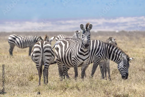 Fototapeta Zebry stepowe (Equus quagga)
