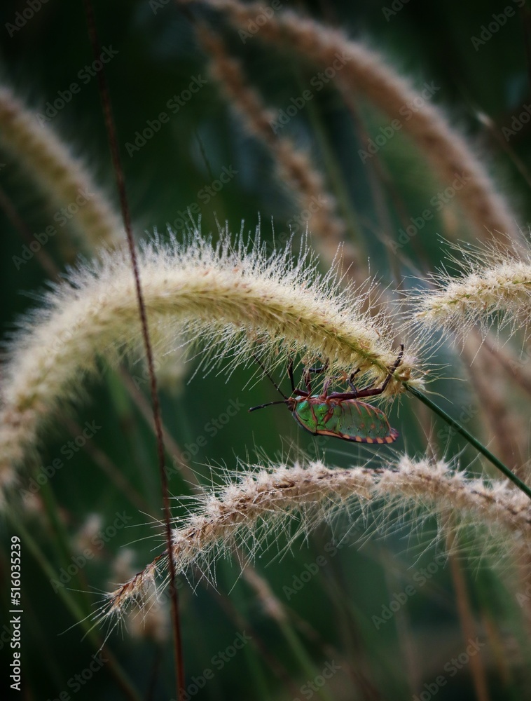Fototapeta premium southern green stink bug hanging on tree branch
