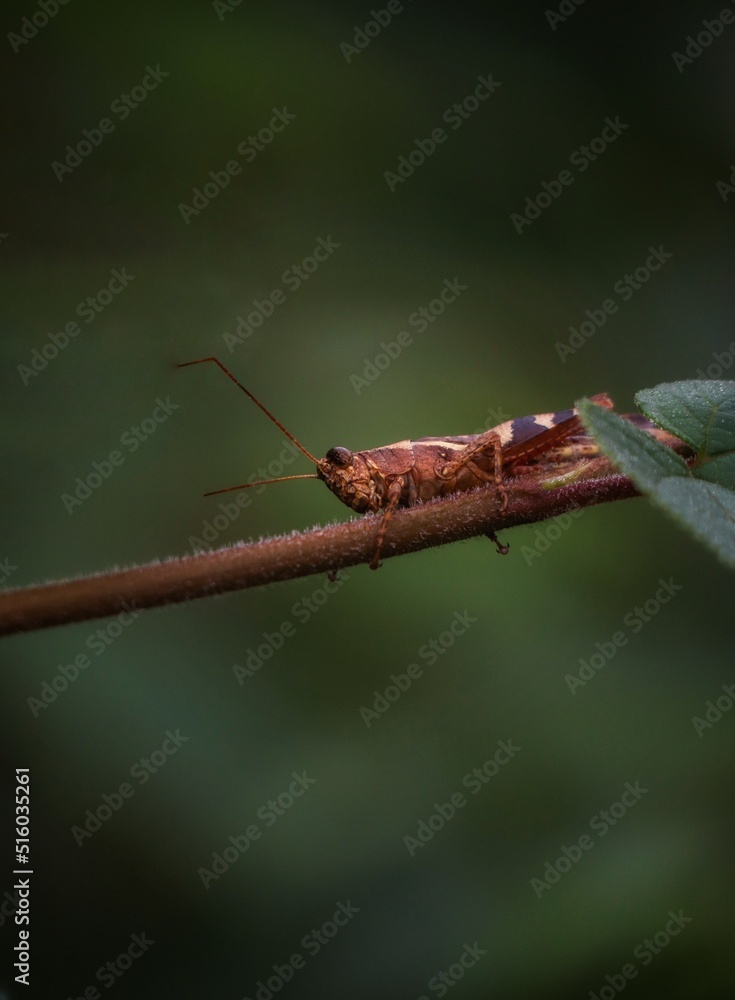 brown grasshopper on a leaf brown grasshopper on a leaf