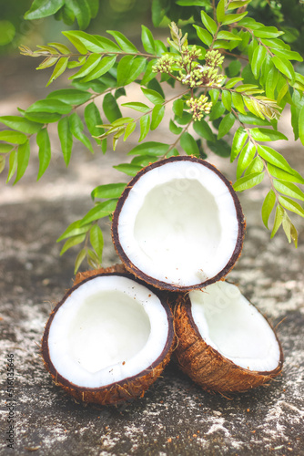 Coconut | the edible fruit of the coconut palm (Cocos nucifera), a tree of the palm family. 