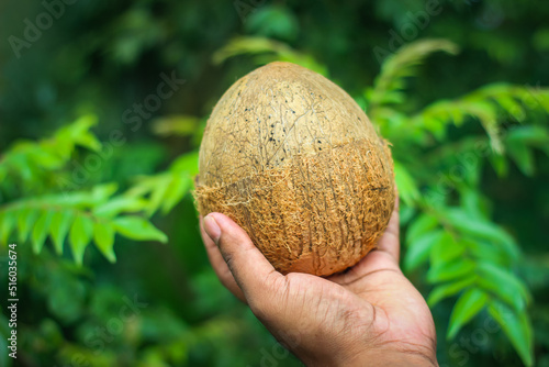 Half removed coconut shell with flesh inside holding in hand | the edible fruit of the coconut palm (Cocos nucifera), a tree of the palm family. 