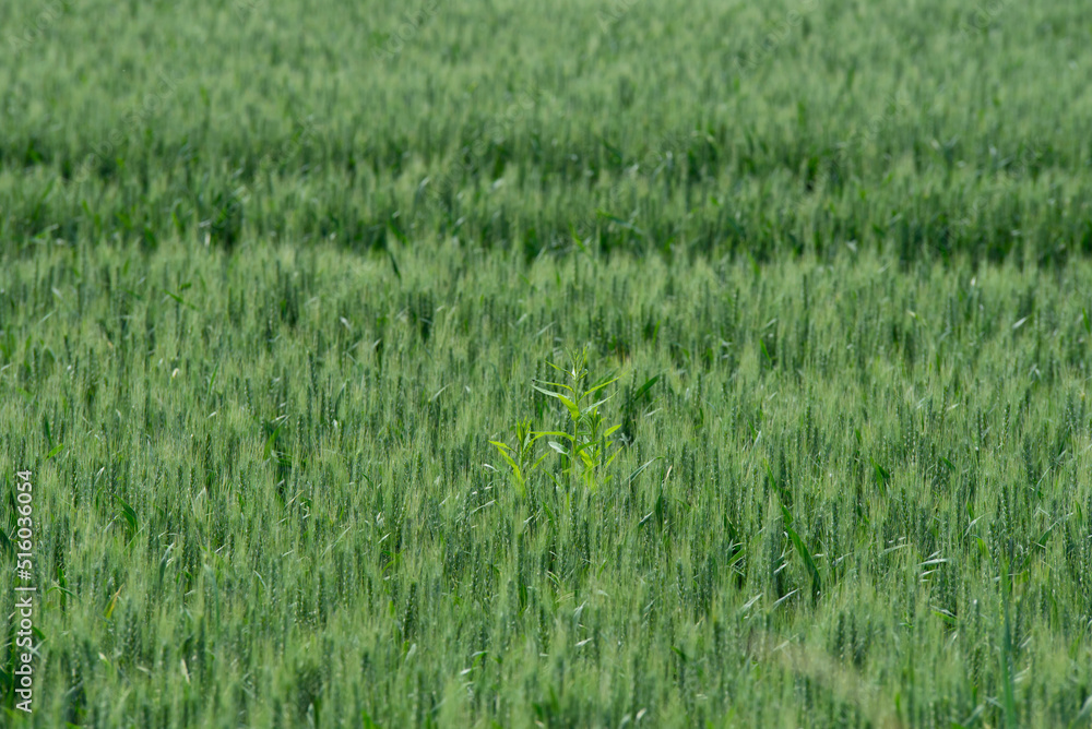 beautiful green rye meadow field on a sunny summer day with ears of corn beautiful green rye meadow field on a sunny summer day with ears of corn