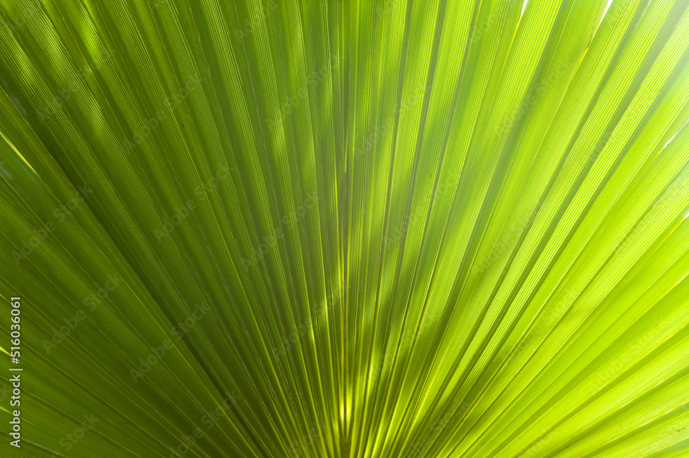 Lines and textures of fresh fan-shaped green Palm leaves. Gradient from dark to light green Lines and textures of fresh fan-shaped green Palm leaves. Gradient from dark to light green