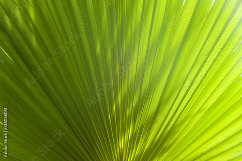 Lines and textures of fresh fan-shaped green Palm leaves. Gradient from dark to light green