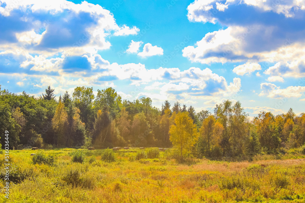 Natural panorama view with pathway green plants trees forest Germany.